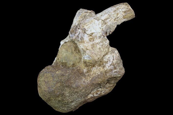 Rare, Iguanodon Cervical Vertebra - Isle Of Wight #97659